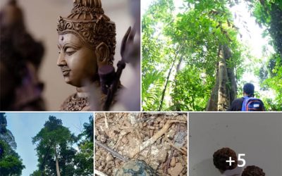 ต้นรุทรักษะหรือต้นน้ำตาพระศิวะ มีอยู่จริงในนครศรีธรรมราช (๒๕ เม.ย. ๒๕๖๕) Rudraksha Tree or Lord Shiva’s Tear Tree Actually Exists in Nakorn Sri Dhammaraj (Apr 25, 2022)